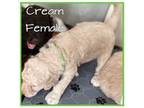 Goldendoodle Puppy for sale in Beckley, WV, USA