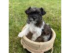 Shorkie Tzu Puppy for sale in Tangent, OR, USA