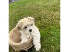 Shorkie Tzu Puppy for sale in Tangent, OR, USA