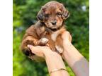Golden Mountain Dog Puppy for sale in Hewlett, NY, USA