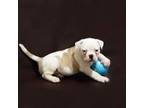 Olde Bulldog Puppy for sale in Flemingsburg, KY, USA