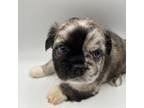 French Bulldog Puppy for sale in Discovery Bay, CA, USA
