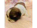 Shih Tzu Puppy for sale in Dallas, TX, USA