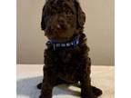 Mutt Puppy for sale in Marinette, WI, USA