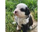 Mutt Puppy for sale in Mooresville, IN, USA