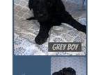 Goldendoodle Puppy for sale in New Iberia, LA, USA