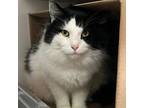 Adopt Snickers a Domestic Long Hair