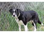 Adopt Scout a Cattle Dog, Border Collie