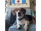 Adopt Chuckles a Beagle