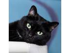 Adopt Diddy a Domestic Short Hair