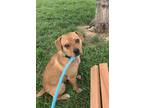 Adopt Finley-NOT AVAILABLE UNTIL 5/28/24 a Beagle, Retriever