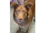 Adopt Brownie2 a Border Collie, Mixed Breed