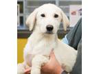 Adopt Winston a Labrador Retriever, Mixed Breed