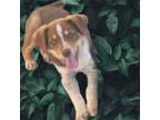 Adopt Potato a Cattle Dog, Mixed Breed