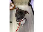 Adopt Zeke a American Staffordshire Terrier, Mixed Breed