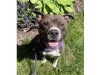 Adopt Fudge a Pit Bull Terrier, Mixed Breed