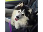 Adopt Jagger- *Currently on Trial* a Husky, Pomeranian
