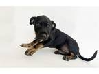 Adopt OZARK a Pit Bull Terrier, Mixed Breed