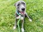 Adopt GRAYSON a Pit Bull Terrier