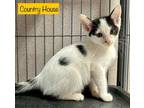 Adopt Country House a Domestic Short Hair