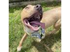 Adopt Quince a Pit Bull Terrier, Mixed Breed