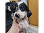 Adopt Cookie- 041708S a Beagle