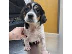 Adopt Oreo- 041707S a Beagle