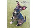 Adopt Nicky a Pit Bull Terrier, Mixed Breed