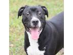 Adopt A486469 a Pit Bull Terrier, Labrador Retriever