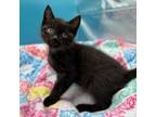 Adopt Comet--In Foster a Domestic Short Hair