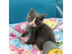 Adopt Cheerio--In Foster a Domestic Short Hair