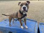 Adopt SPRUCE a Pit Bull Terrier, Mixed Breed
