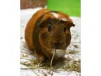 Adopt Quest (companion To Butterfly) a Guinea Pig