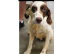Adopt Motley a Setter, Brittany Spaniel