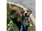 Adopt Branch a Boxer, Mixed Breed