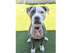 Adopt Captain a Pit Bull Terrier, Mixed Breed