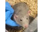 Adopt Linton a Rat