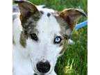 Adopt Elvis a Mixed Breed, Cattle Dog