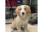 Adopt Ford City Pup 1 a Beagle, Spaniel