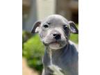 Adopt White Claw a Pit Bull Terrier