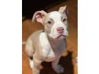 Adopt Tank Too a Pit Bull Terrier