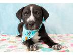 Adopt Plankton a American Staffordshire Terrier, Mixed Breed
