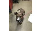 Adopt Cody a Pit Bull Terrier, Mixed Breed