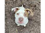 Adopt Diesel a American Staffordshire Terrier, Mixed Breed