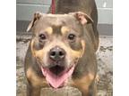 Adopt Luciano a Pit Bull Terrier