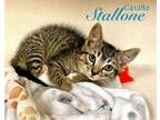 Adopt Stallone a Domestic Short Hair