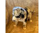 Aussiedoodle Puppy for sale in Baker, FL, USA