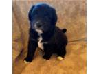 Aussiedoodle Puppy for sale in Baker, FL, USA