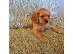 Golden Retriever Puppy for sale in Narvon, PA, USA