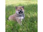 Shiba Inu Puppy for sale in Plummer, ID, USA
